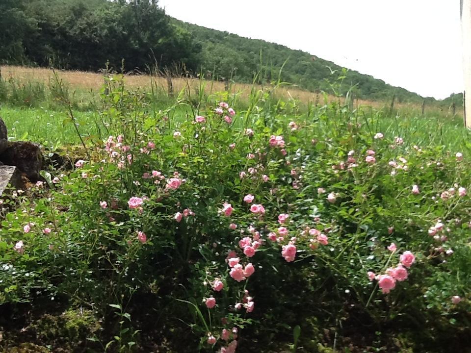 Domaine La Rose Bed and Breakfast Caylus Eksteriør billede